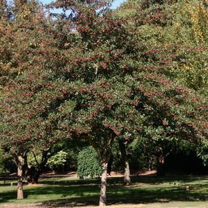 THORNLESS COCKSPUR HAWTHORN